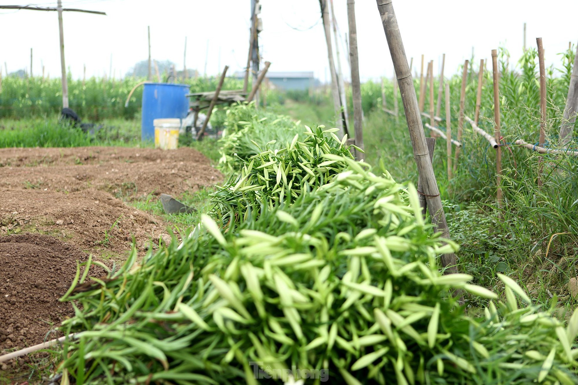 Mênh mông cánh đồng hoa loa kèn đang vào chính vụ ở Hà Nội ảnh 7