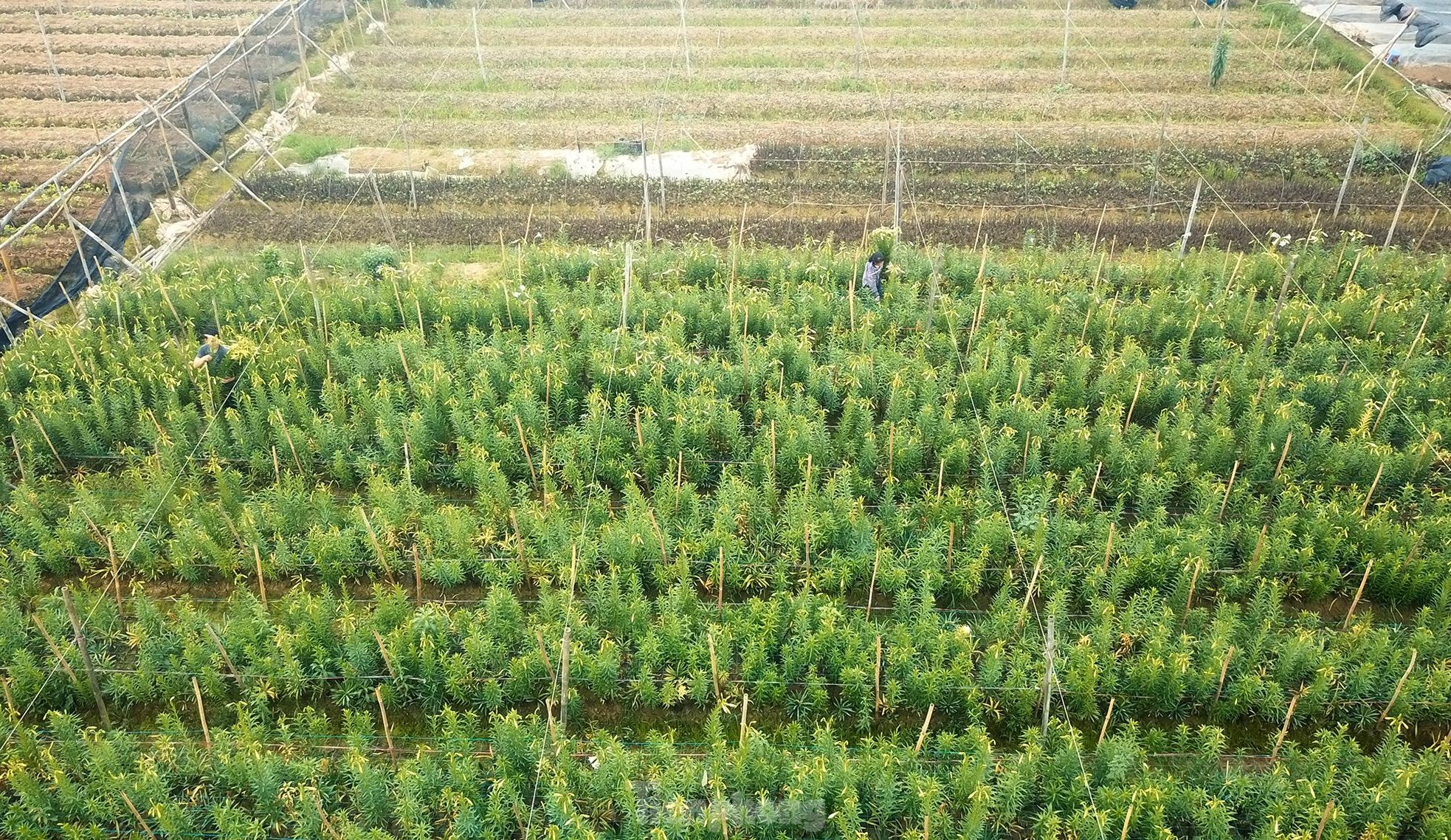 Mênh mông cánh đồng hoa loa kèn đang vào chính vụ ở Hà Nội ảnh 14