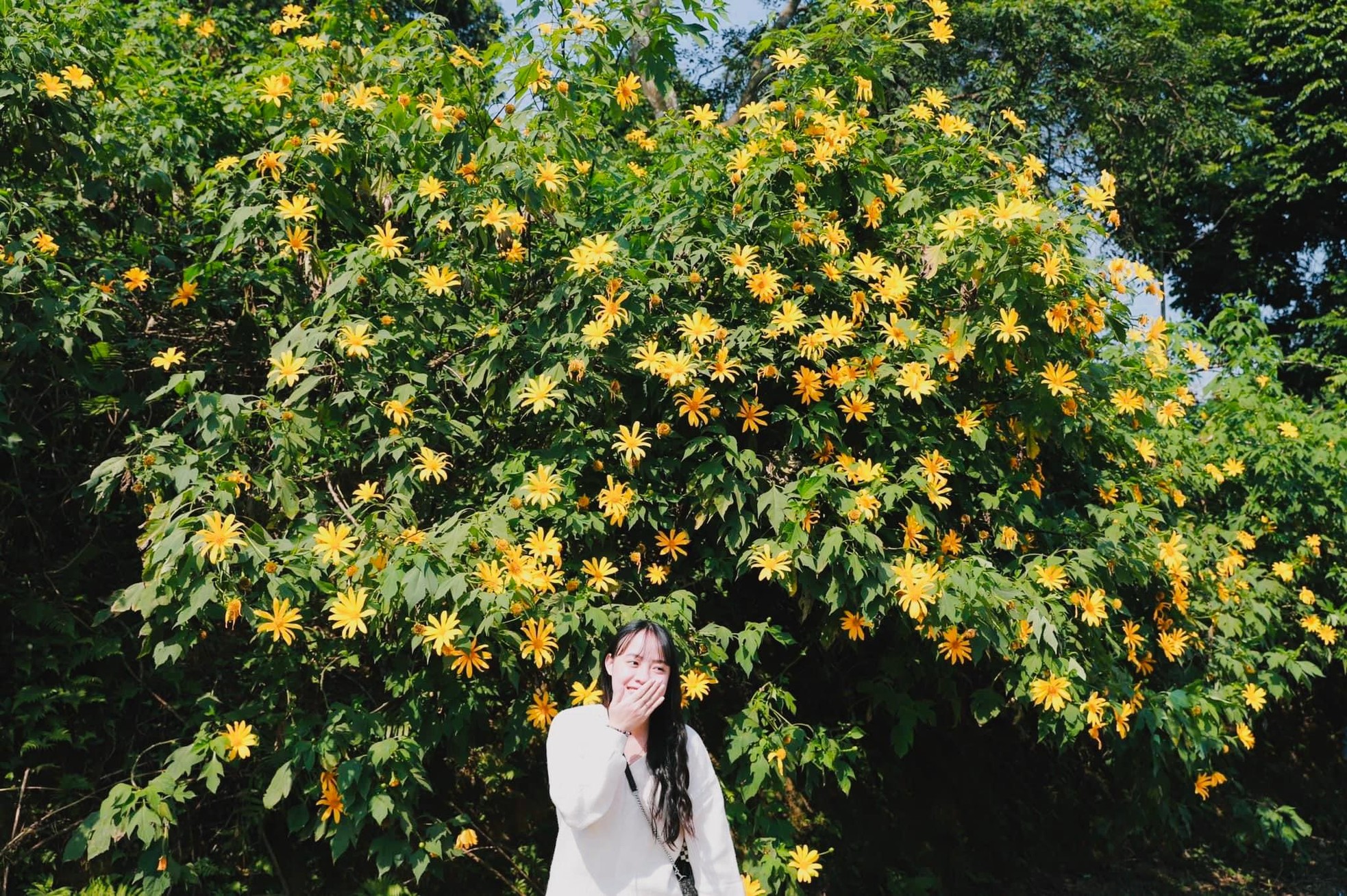 Hoa dã quỳ vàng rực đẹp mê hồn ở Vườn quốc gia Ba Vì ảnh 2
