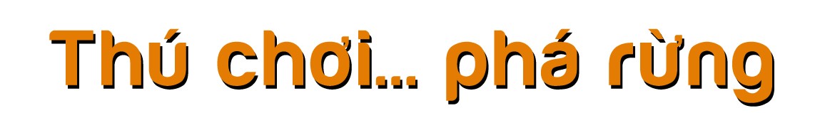 Rừng bị thảm sát, gỗ lậu về đâu? ảnh 4