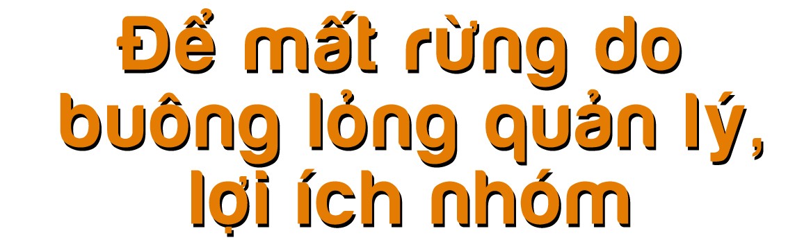 Rừng bị thảm sát, gỗ lậu về đâu? ảnh 8