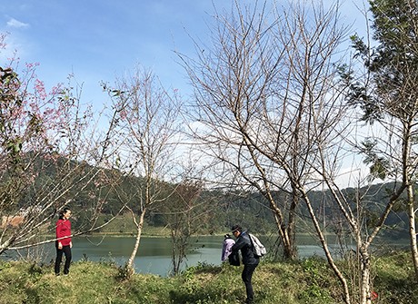 Ngày hội hoa anh đào Đà Lạt lại ‘vỡ trận’ ảnh 1