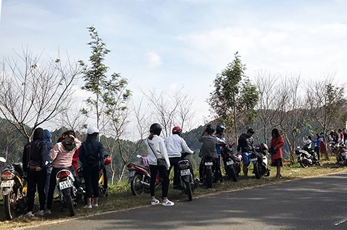 Ngày hội hoa anh đào Đà Lạt lại ‘vỡ trận’ ảnh 2