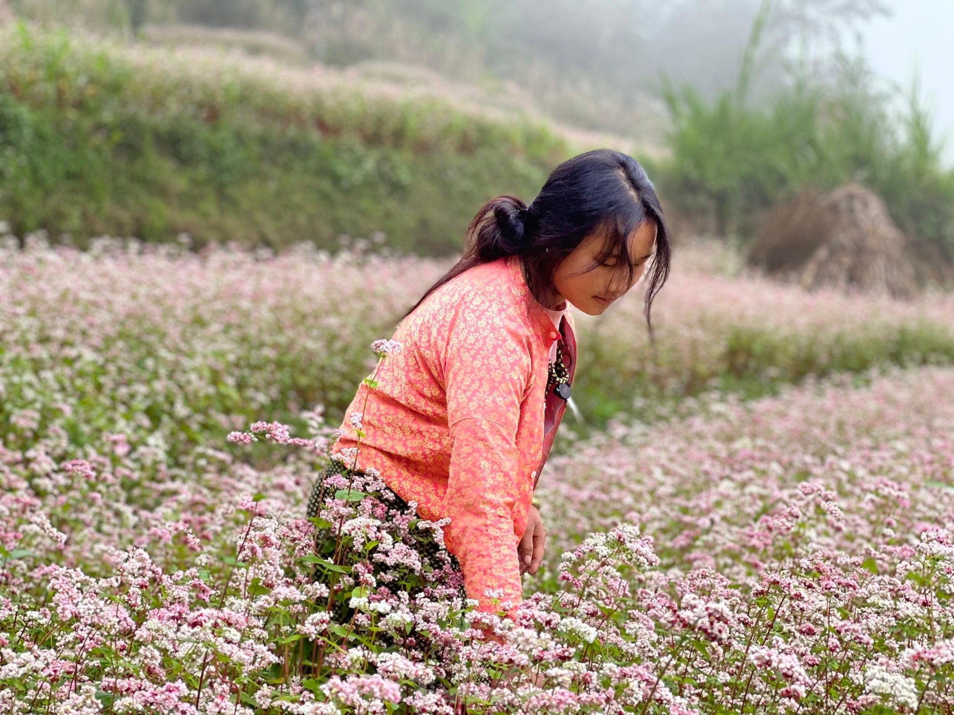 Tam giác mạch bung nở trên cao nguyên đá Đồng Văn ảnh 1