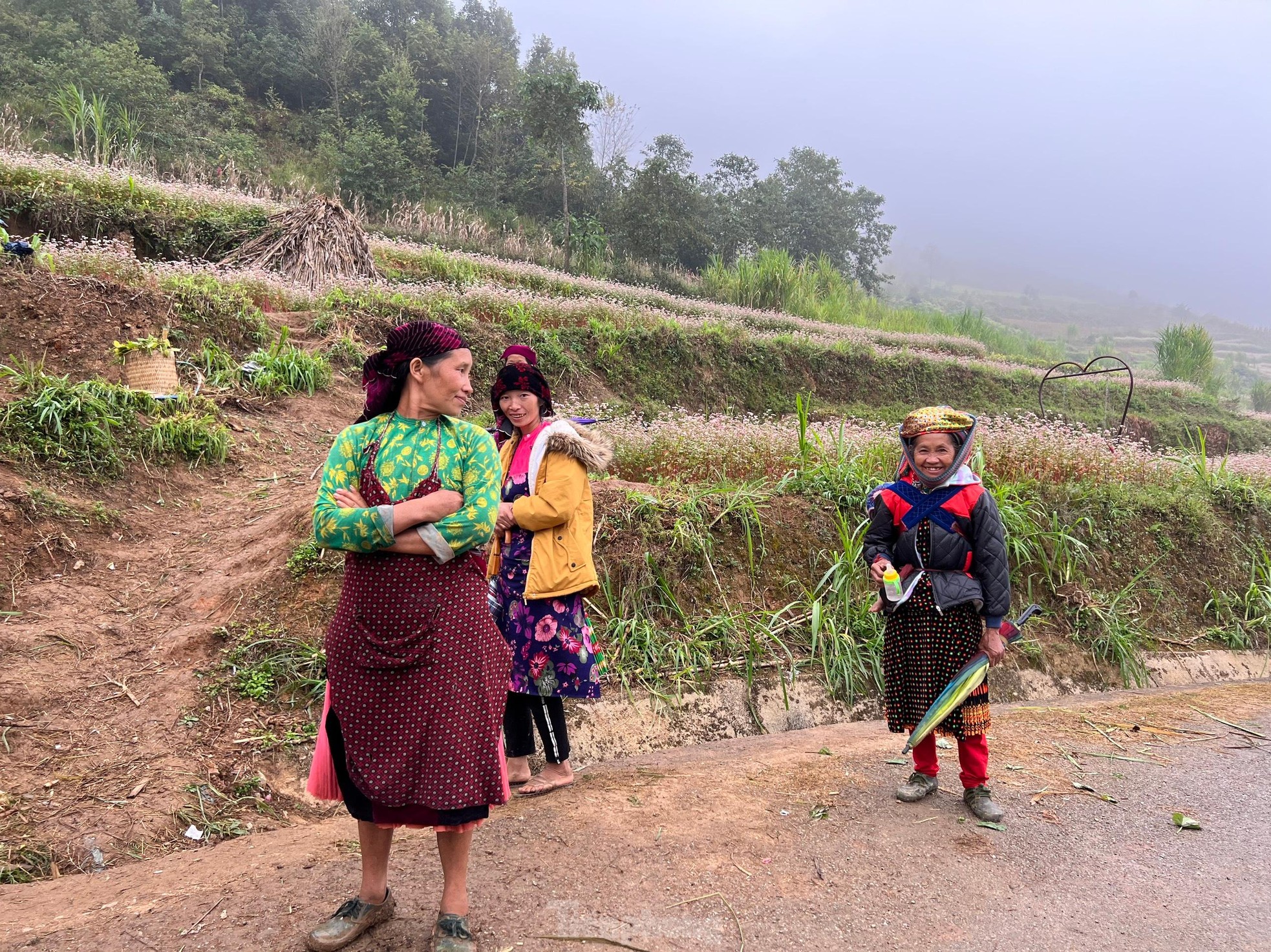 Tam giác mạch bung nở trên cao nguyên đá Đồng Văn ảnh 4