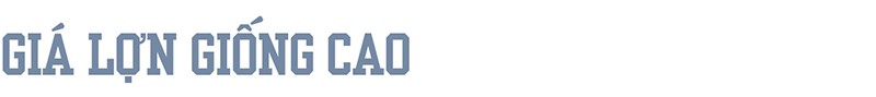 Giá lợn neo cao, ai đang hưởng lợi? ảnh 1