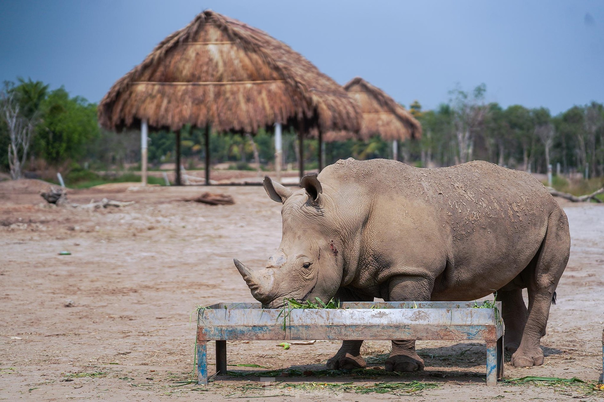 Độc đáo safari ở Long An, cách TPHCM 45 km ảnh 11