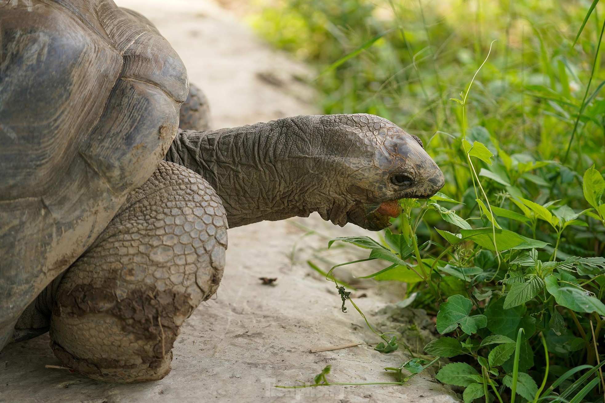 Độc đáo safari ở Long An, cách TPHCM 45 km ảnh 12