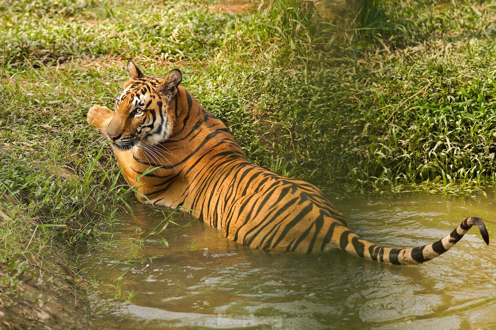 Độc đáo safari ở Long An, cách TPHCM 45 km ảnh 5