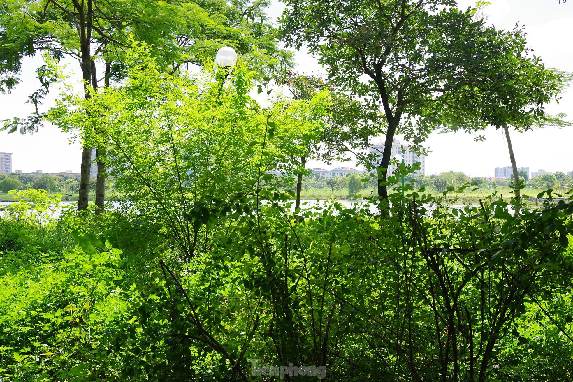 Công viên rộng hơn 15 ha bỏ hoang ở quận nội thành Hà Nội, dân không dám vào vì sợ rắn rết
