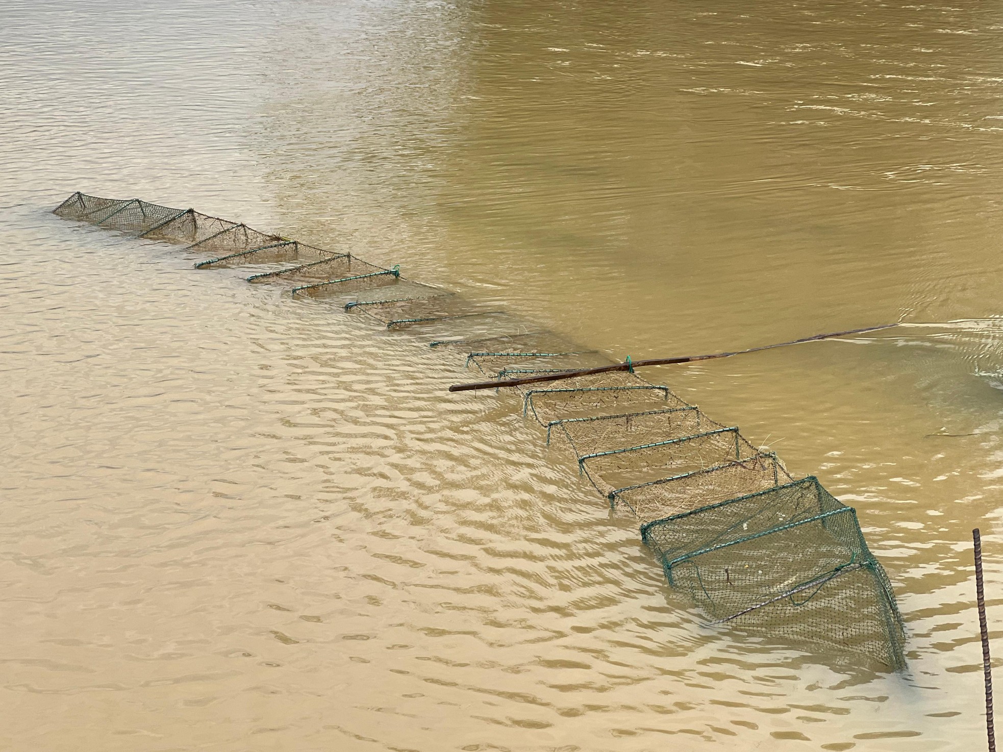 Sau mưa lớn, người dân Đà Nẵng đổ ra sông bắt cá ảnh 3