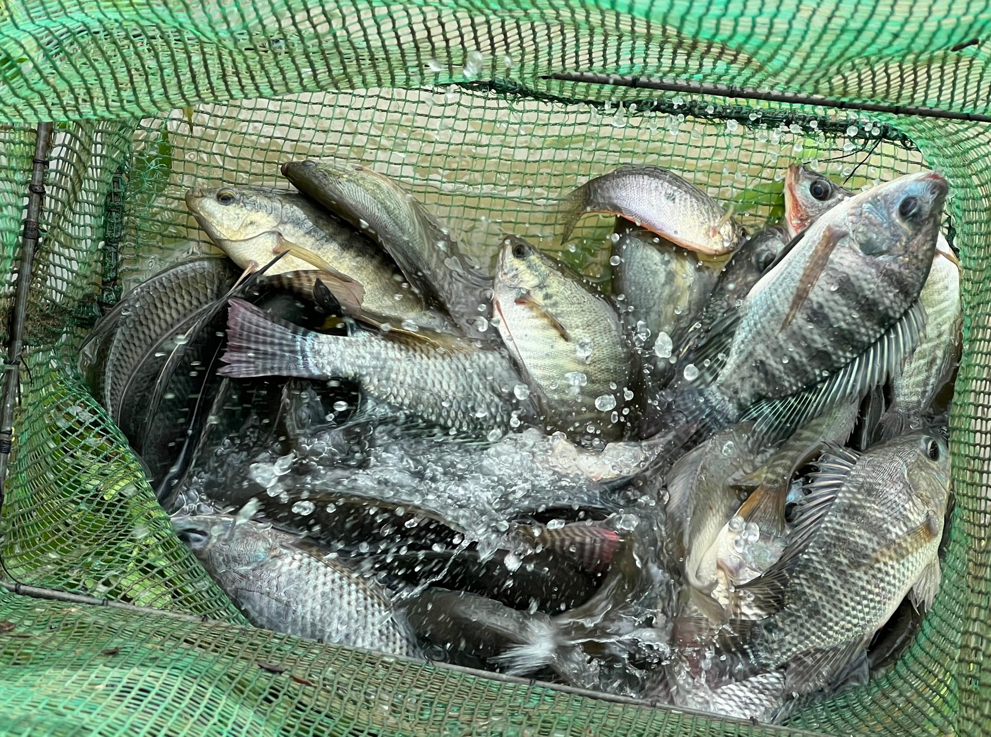 Sau mưa lớn, người dân Đà Nẵng đổ ra sông bắt cá ảnh 4