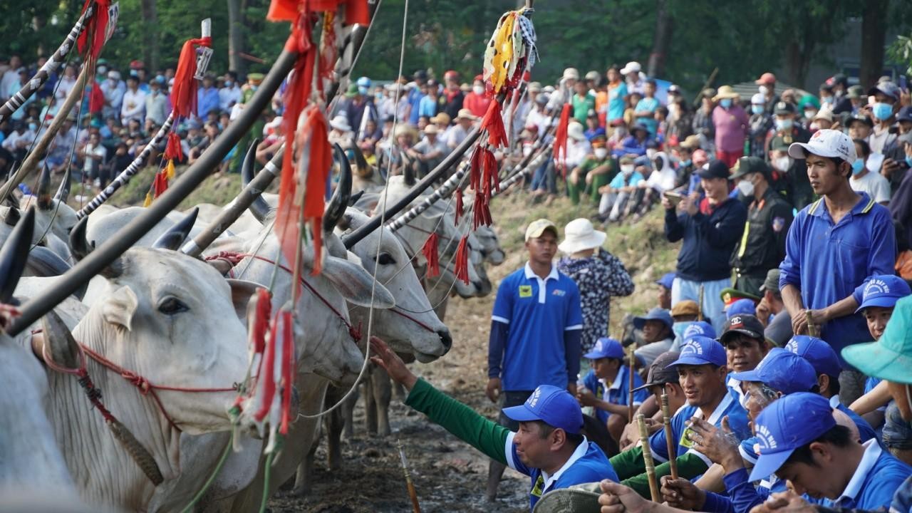 Những màn tranh tài ‘nghẹt thở’ tại Lễ hội đua bò Bảy Núi ảnh 2