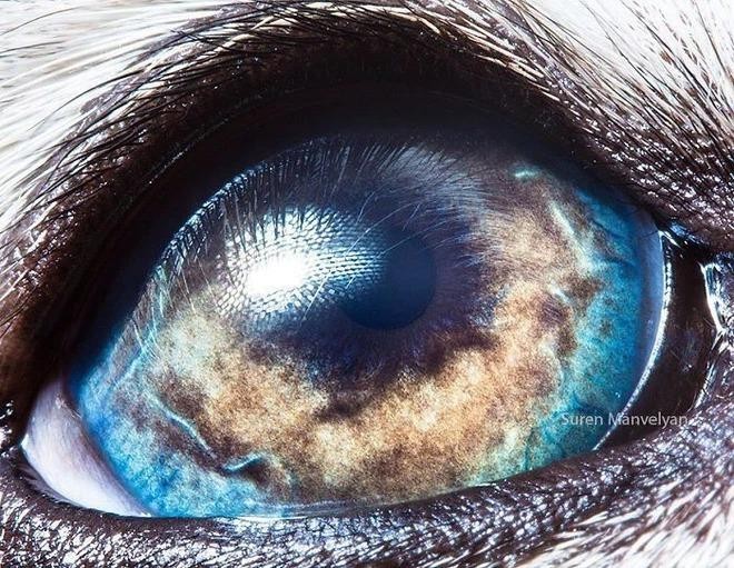 Ngắm nhìn vẻ đẹp kỳ lạ độc đáo trong đôi mắt của muôn thú - Ảnh 4.