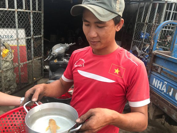 Bắt được cá rô đồng có màu vàng lạ ảnh 1