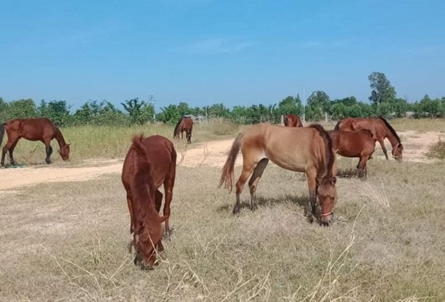 Khởi tố đối tượng buôn lậu ngựa xuyên biên giới ảnh 1