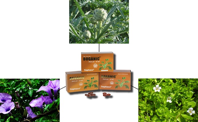 Thuốc dược liệu Boganic bổ gan vào bệnh viện ảnh 2
