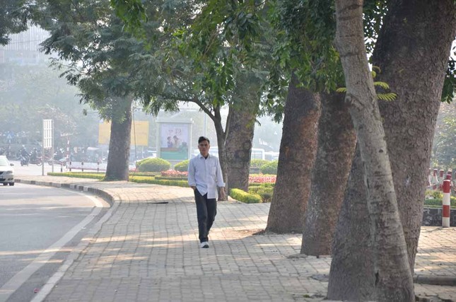 Chặt hạ, di chuyển hàng cây trước ĐH Giao thông ảnh 5