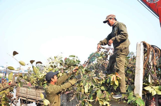 Chặt hạ, di chuyển hàng cây trước ĐH Giao thông ảnh 1