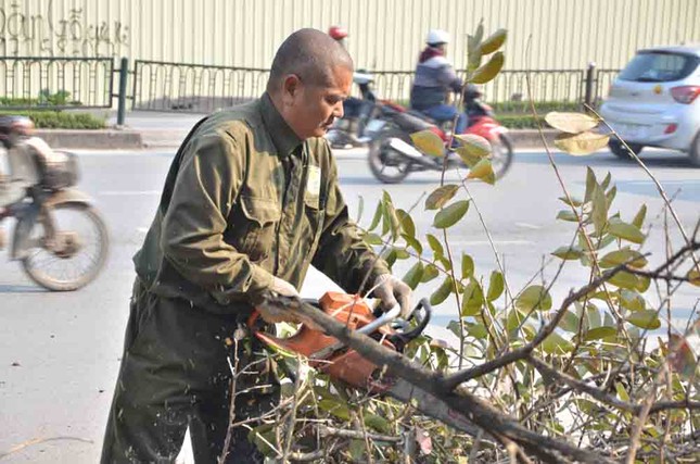 Chặt hạ, di chuyển hàng cây trước ĐH Giao thông ảnh 2