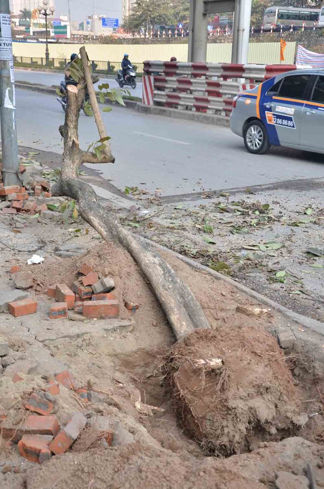 Chặt hạ, di chuyển hàng cây trước ĐH Giao thông ảnh 3
