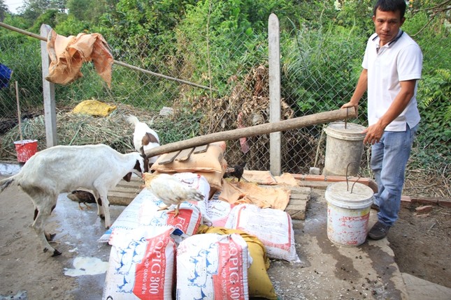 Mới lạ dịch vụ cho thuê... dê chơi Tết Ất Mùi ảnh 1