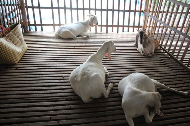 Mới lạ dịch vụ cho thuê... dê chơi Tết Ất Mùi ảnh 2