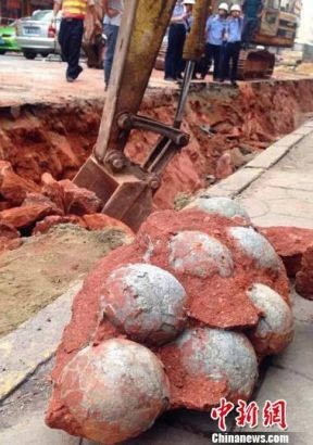 Phát hiện hàng chục quả trứng khủng long dưới nền đường ảnh 3