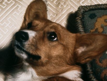 Bầy Corgi của Nữ hoàng Elizabeth thì nổi tiếng quá rồi, nhưng có những điều bạn chưa biết ảnh 5