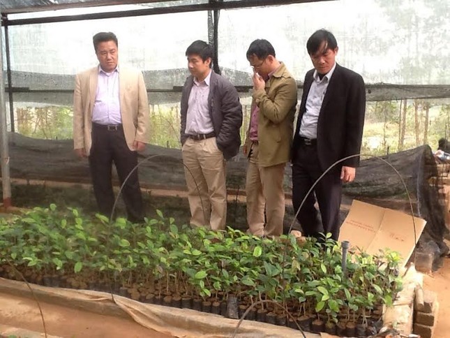Dân đổ xô vào rừng đào gốc trà hoa vàng để bán ảnh 2