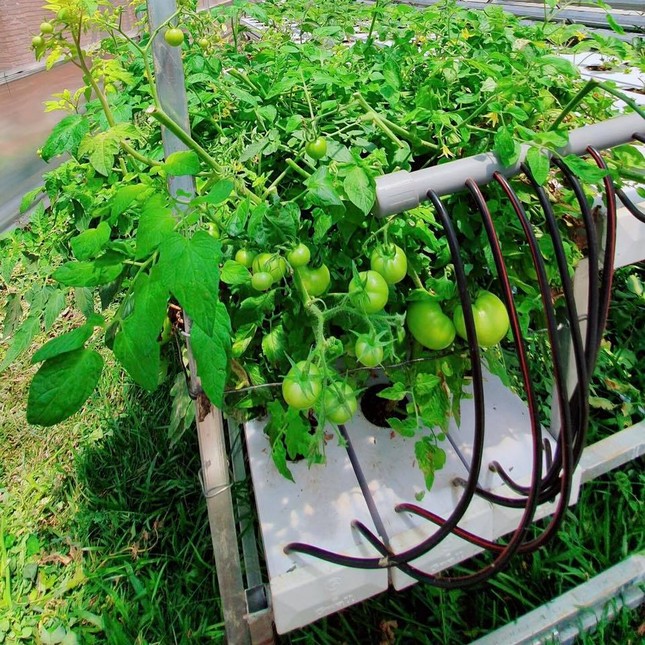 Lý Nhã Kỳ khoe vườn dâu tây, rau sạch ở Đà Lạt khiến fan ngây ngất ảnh 13