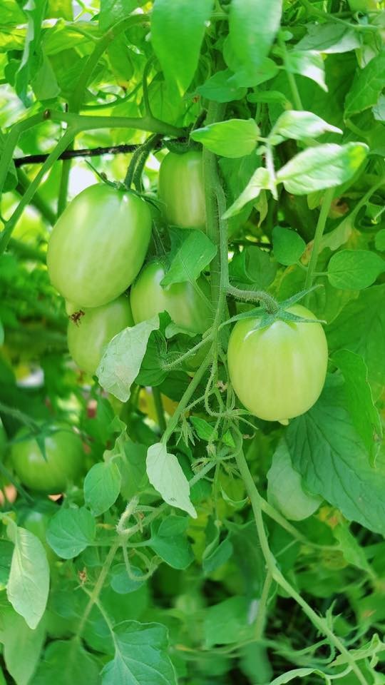 Lý Nhã Kỳ khoe vườn dâu tây, rau sạch ở Đà Lạt khiến fan ngây ngất ảnh 12