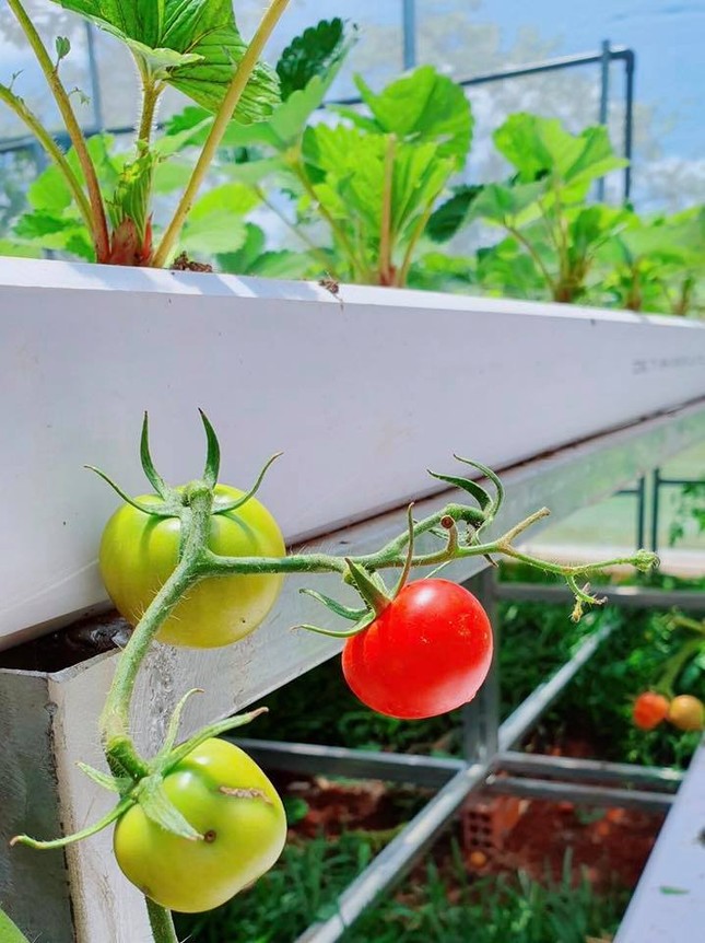 Lý Nhã Kỳ khoe vườn dâu tây, rau sạch ở Đà Lạt khiến fan ngây ngất ảnh 10