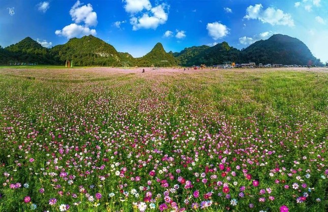 Dưới chân núi đá vôi ở Bắc Sơn, người dân trồng nhiều ruộng hoa.