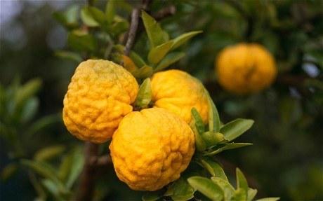 Quả Yuyu của người Nhật