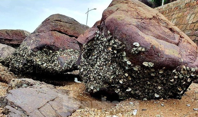 1001 thắc mắc: Con hà không có răng vì sao vẫn khoét thủng cả đá? ảnh 2