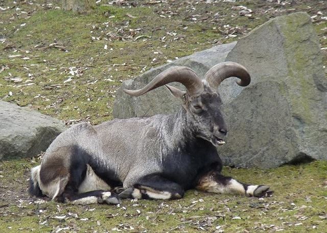 1001 thắc mắc: Dãy Himalaya hình thành thế nào, mỗi năm nó cao thêm bao nhiêu? ảnh 1