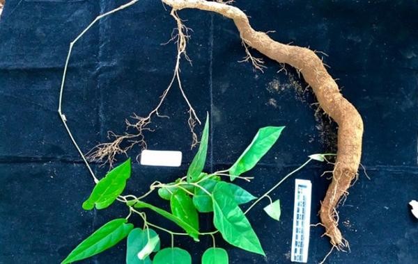 Phát hiện loài thực vật kỳ dị tại Vườn Quốc gia Vũ Quang ảnh 3