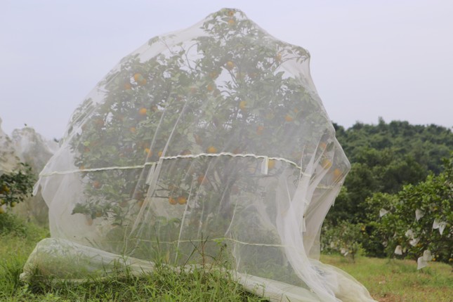 Mắc màn bảo vệ rừng cam đặc sản, kiếm tiền tỷ mỗi năm ảnh 6
