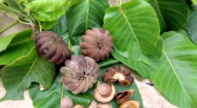 Đồng loạt loại bỏ cây ngô đồng trong trường học ảnh 3