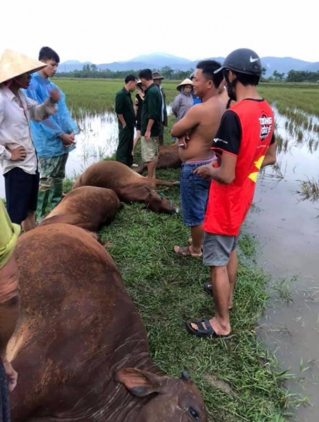 Hà Tĩnh: Sét đánh khiến 6 con bò chết, 1 người nguy kịch ảnh 1