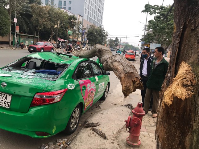 Kinh hoàng cành cây bất ngờ đè bẹp dúm taxi ảnh 6