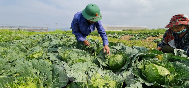 Nghệ An: Rau ế ẩm, nông dân mang về... cho bò ăn ảnh 1