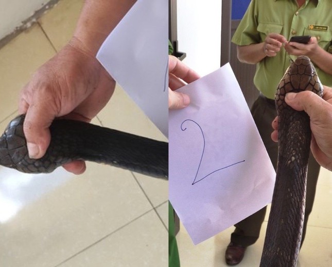 Phát hiện đối tượng vận chuyển hai cá thể rắn ‘khủng’ đi tiêu thụ ảnh 1