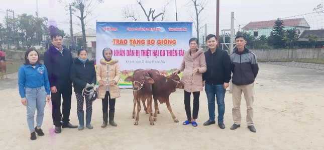 Trao bò giống hỗ trợ bà con vùng lũ Hà Tĩnh ảnh 4