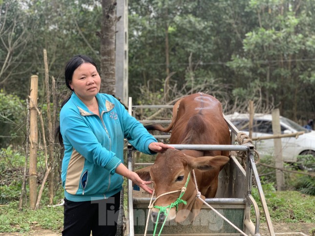 Trao bò giống hỗ trợ bà con vùng lũ Hà Tĩnh ảnh 3