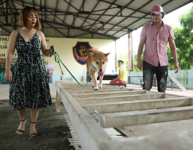 Đạo diễn nói gì về việc để chú chó giống Nhật đóng 'Cậu Vàng'? ảnh 1