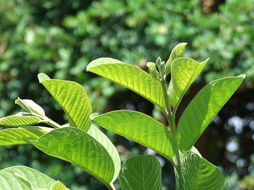 Cây, quả trị tiểu đường ảnh 1