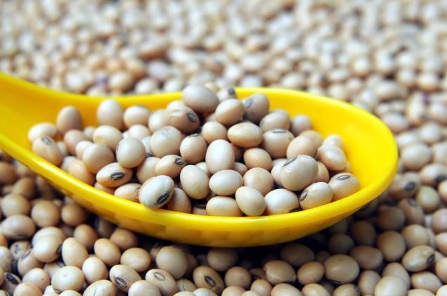 Những bài thuốc hay từ đậu tương ảnh 1