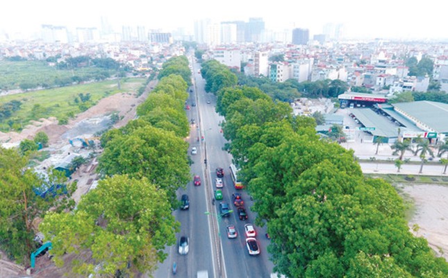 Gần 1.000 cây xanh trên đường Phạm Văn Đồng về đâu? ảnh 2